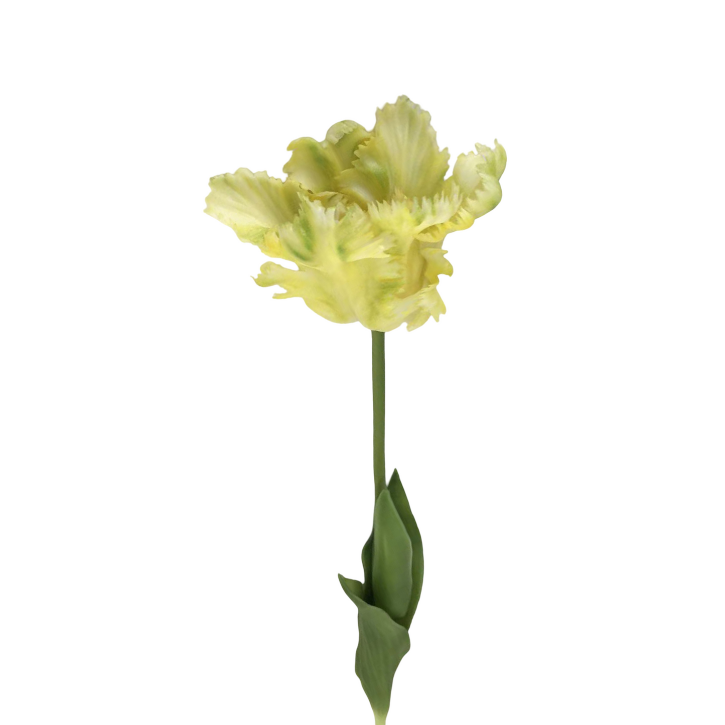 FL13594 PARROT TULIP (NAT) 25"