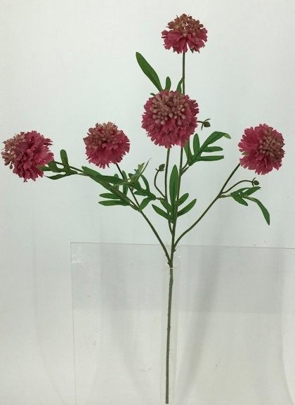 FL13740 SCABIOSA SPRAYx5F (NAT),28"