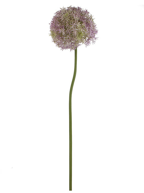 FL13768 GIANT ALLIUM D7.5"x35.5"