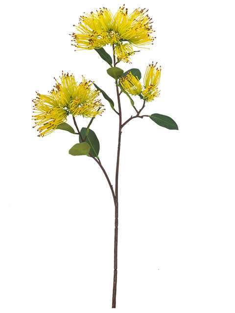 FL13772 PINCUSHION PROTEA SPRAYx3F 25.5"