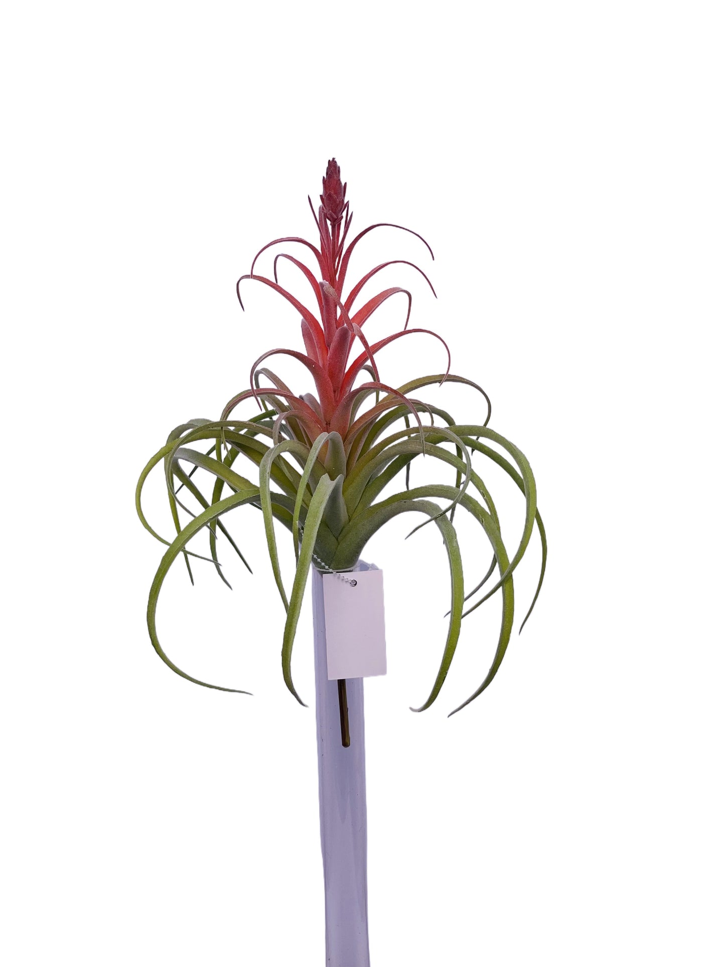 FL13847 AIR PLANT 13"