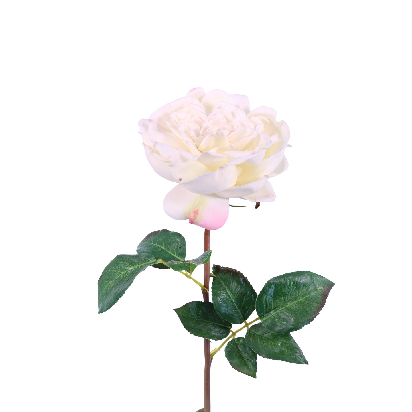 FN10003 DAVID AUSTIN ENGLISH ROSE SP(NAT)