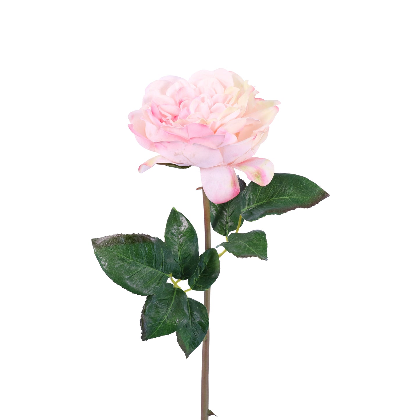 FN10003 DAVID AUSTIN ENGLISH ROSE SP(NAT)