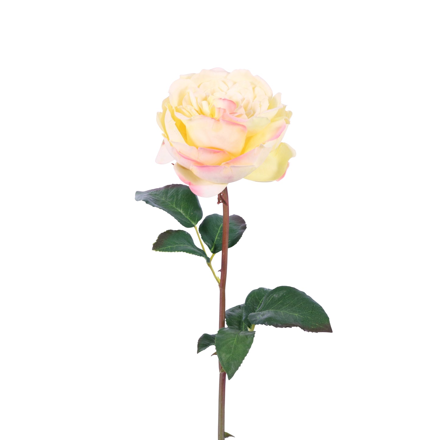 FN10003 DAVID AUSTIN ENGLISH ROSE SP(NAT)