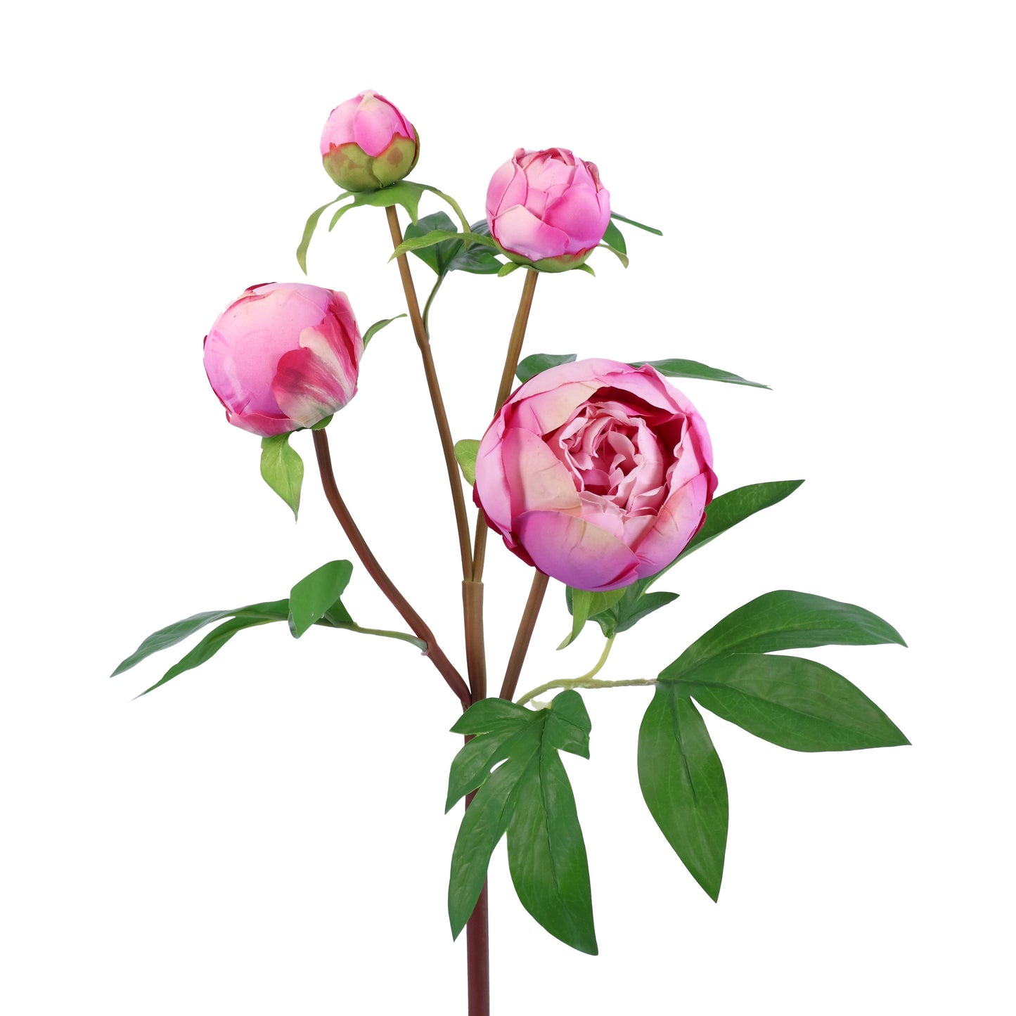 FN20003 PEONY BUD SPRAYx4(NAT),25in-12P/96