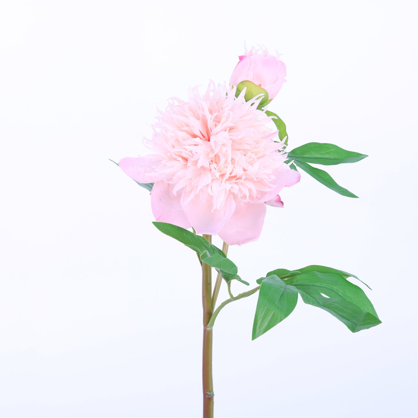 FN20011 HERBACEOUS PEONY (NAT),26in-12P/72
