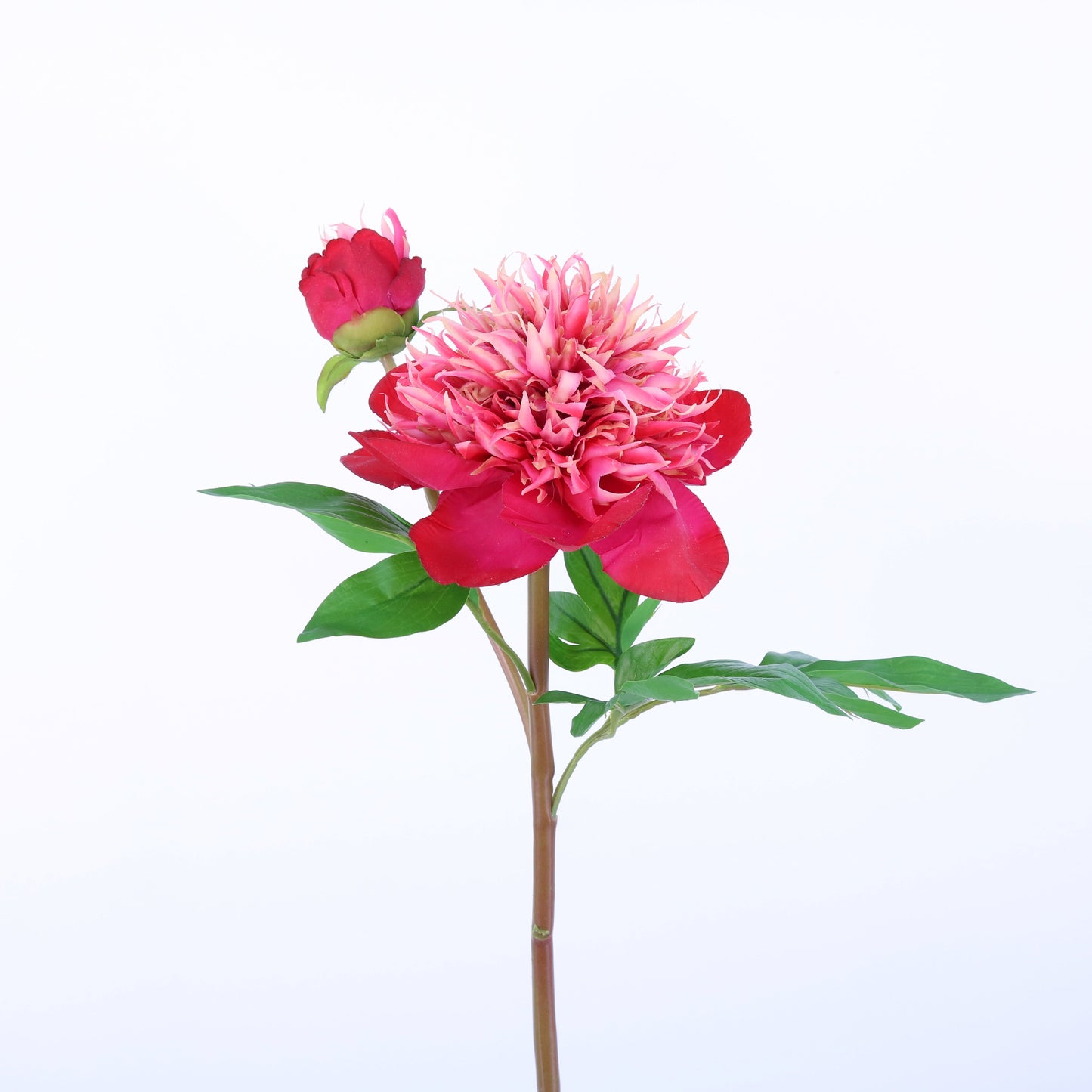 FN20011 HERBACEOUS PEONY (NAT),26in-12P/72