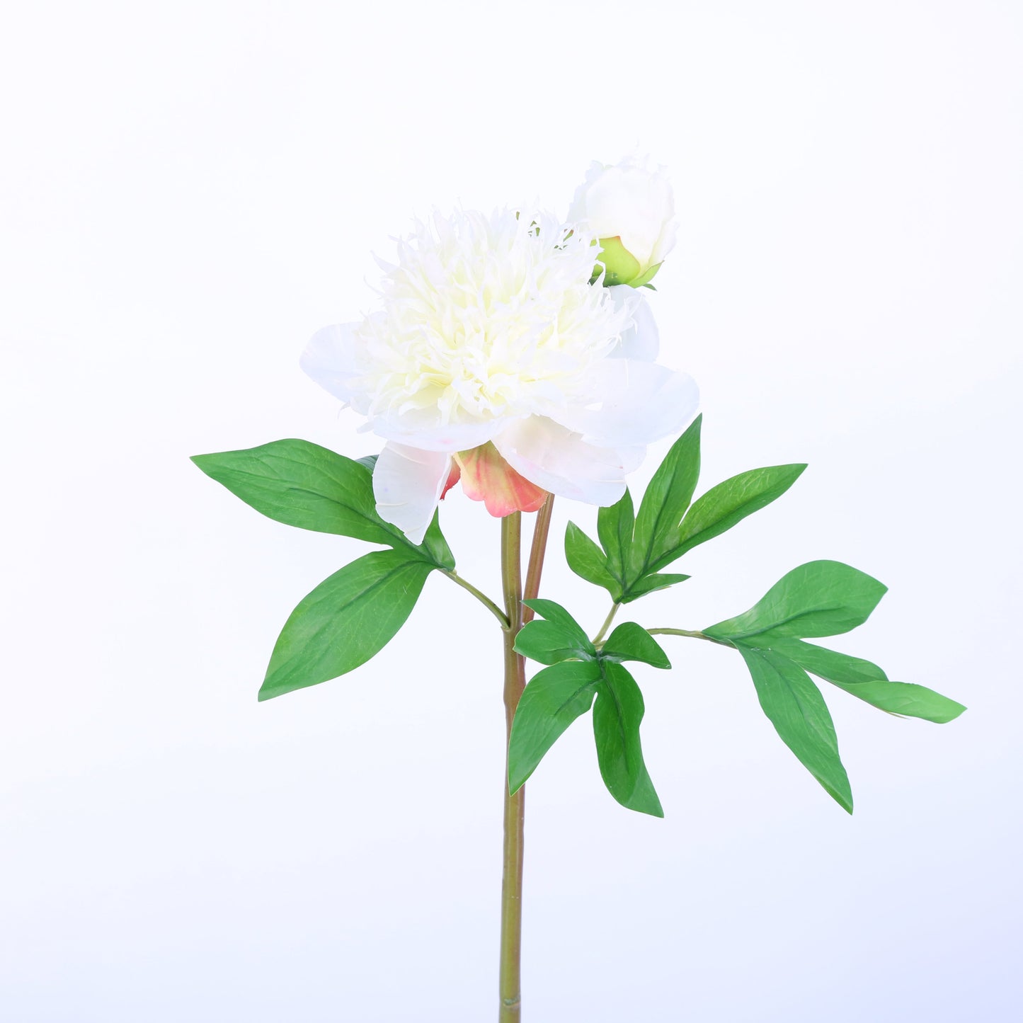 FN20011 HERBACEOUS PEONY (NAT),26in-12P/72