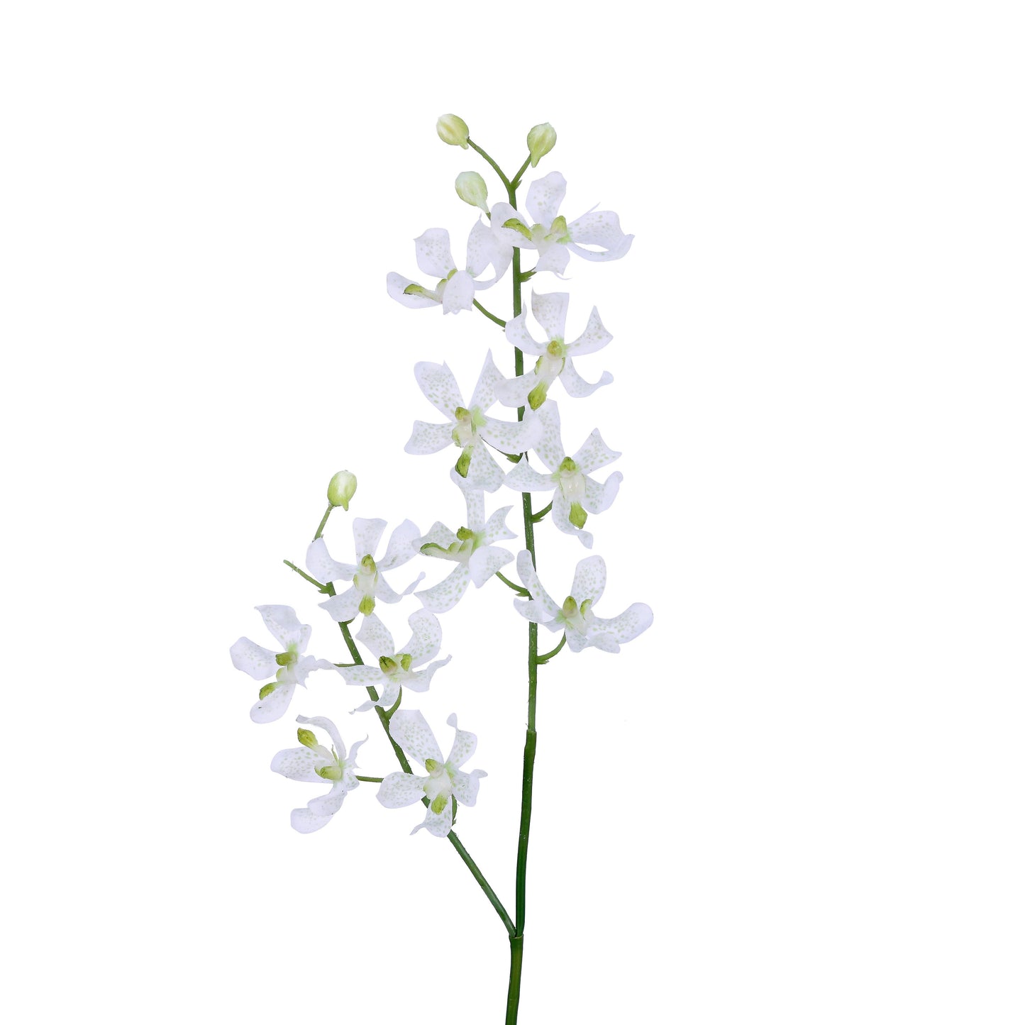 FN20014 VANDA ORCHID (NAT),28in-12P/120/7.4