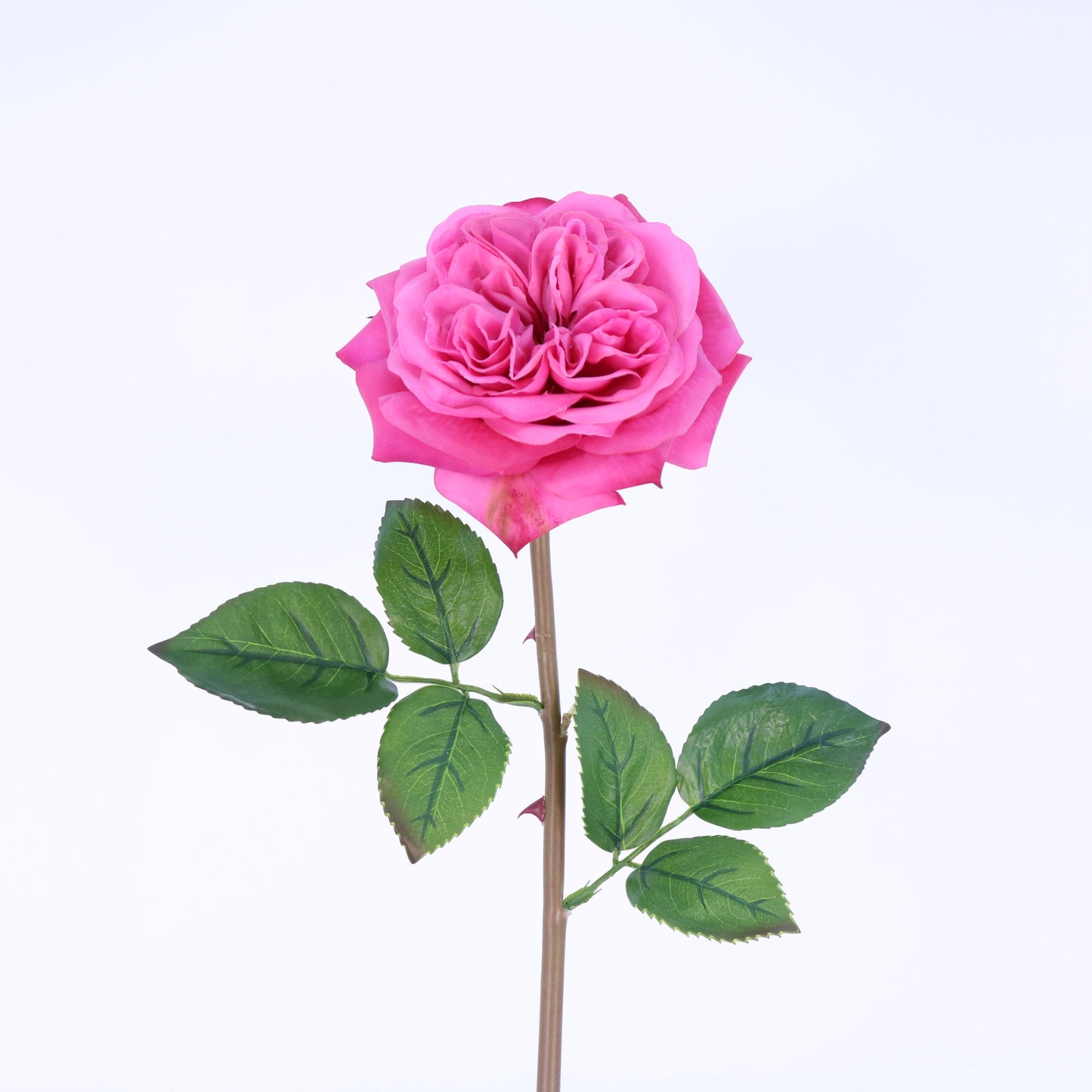 FN20022 ENGLISH ROSE SPRAY(NAT), 24"