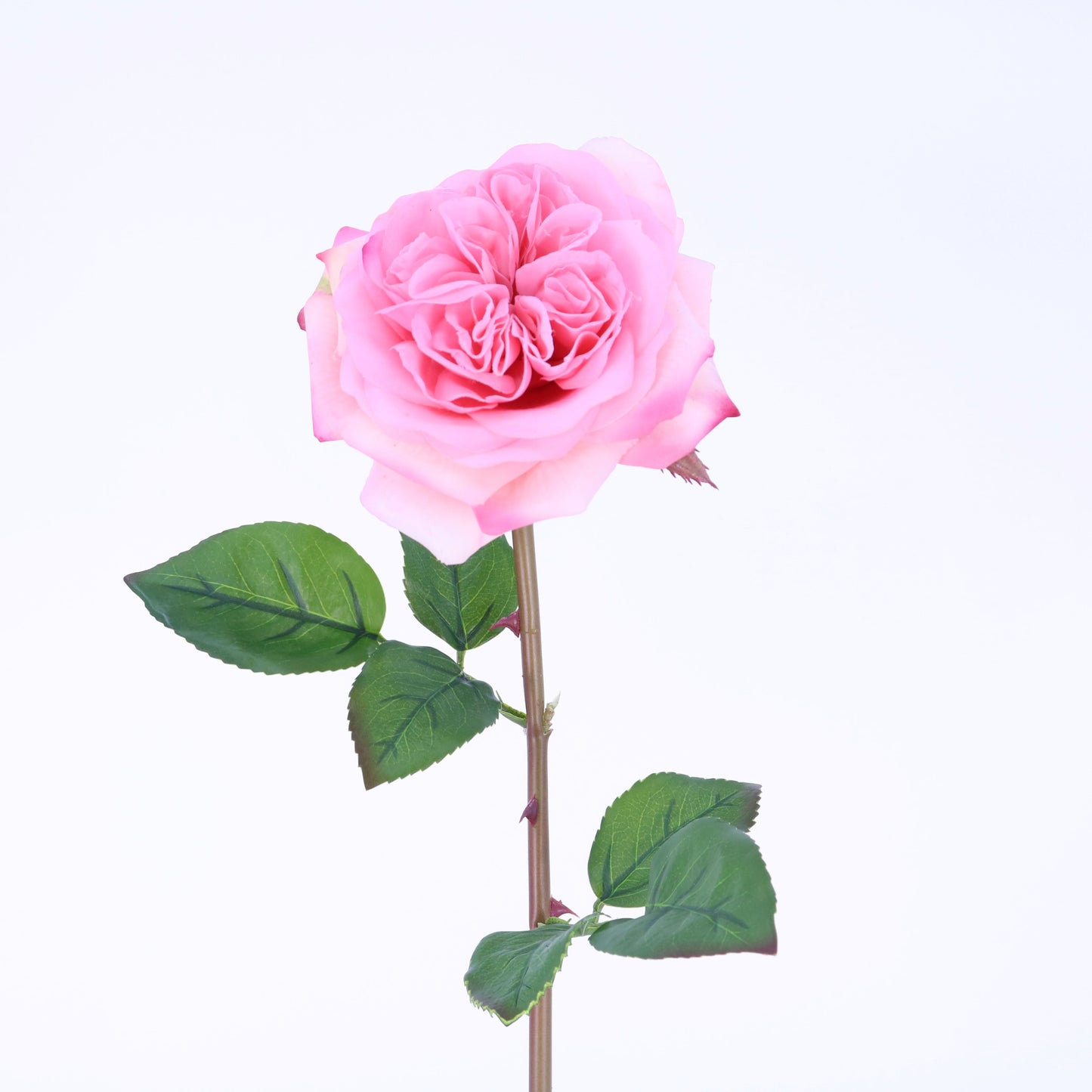 FN20022 ENGLISH ROSE SPRAY(NAT), 24"