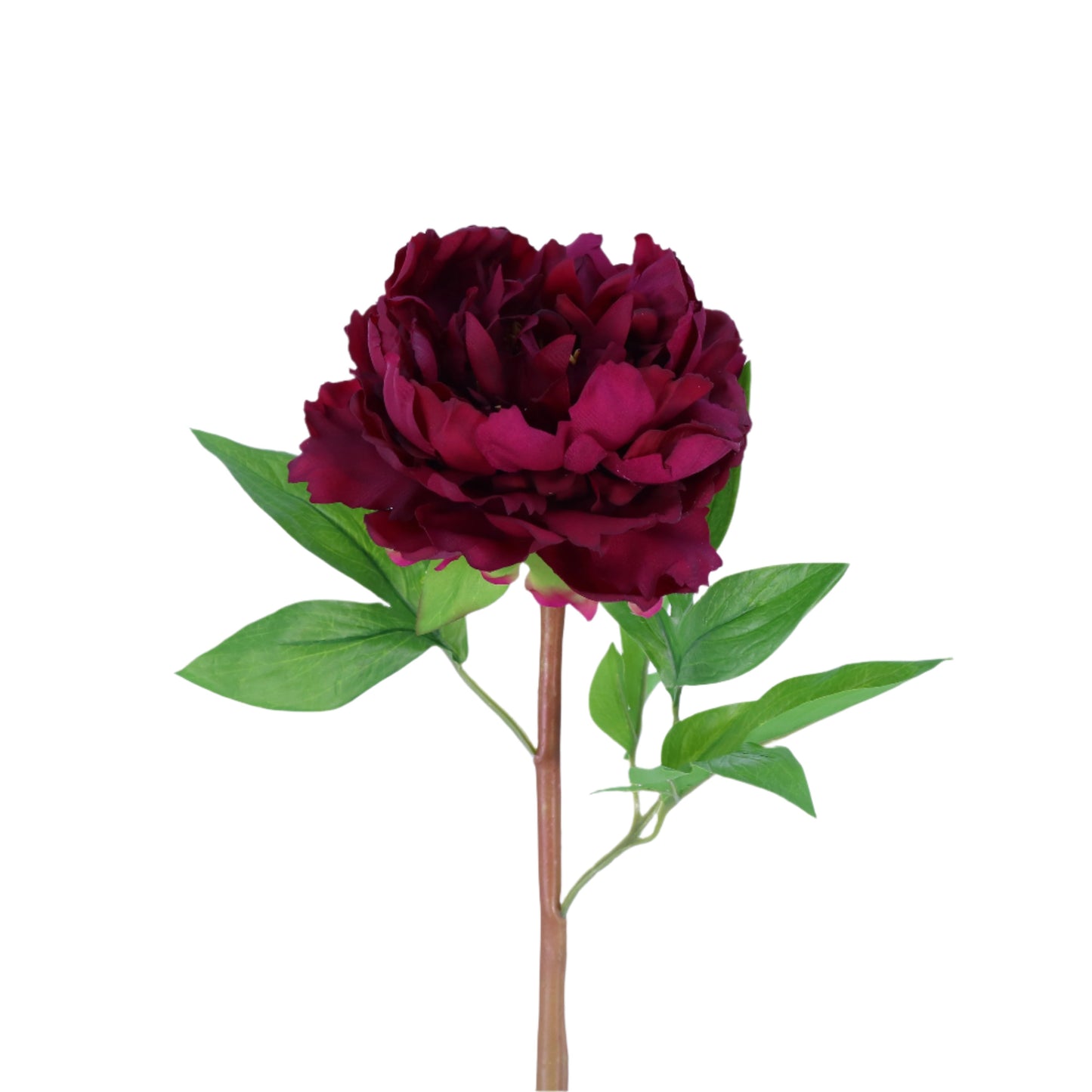 FN20025 PEONY(NAT), 24"