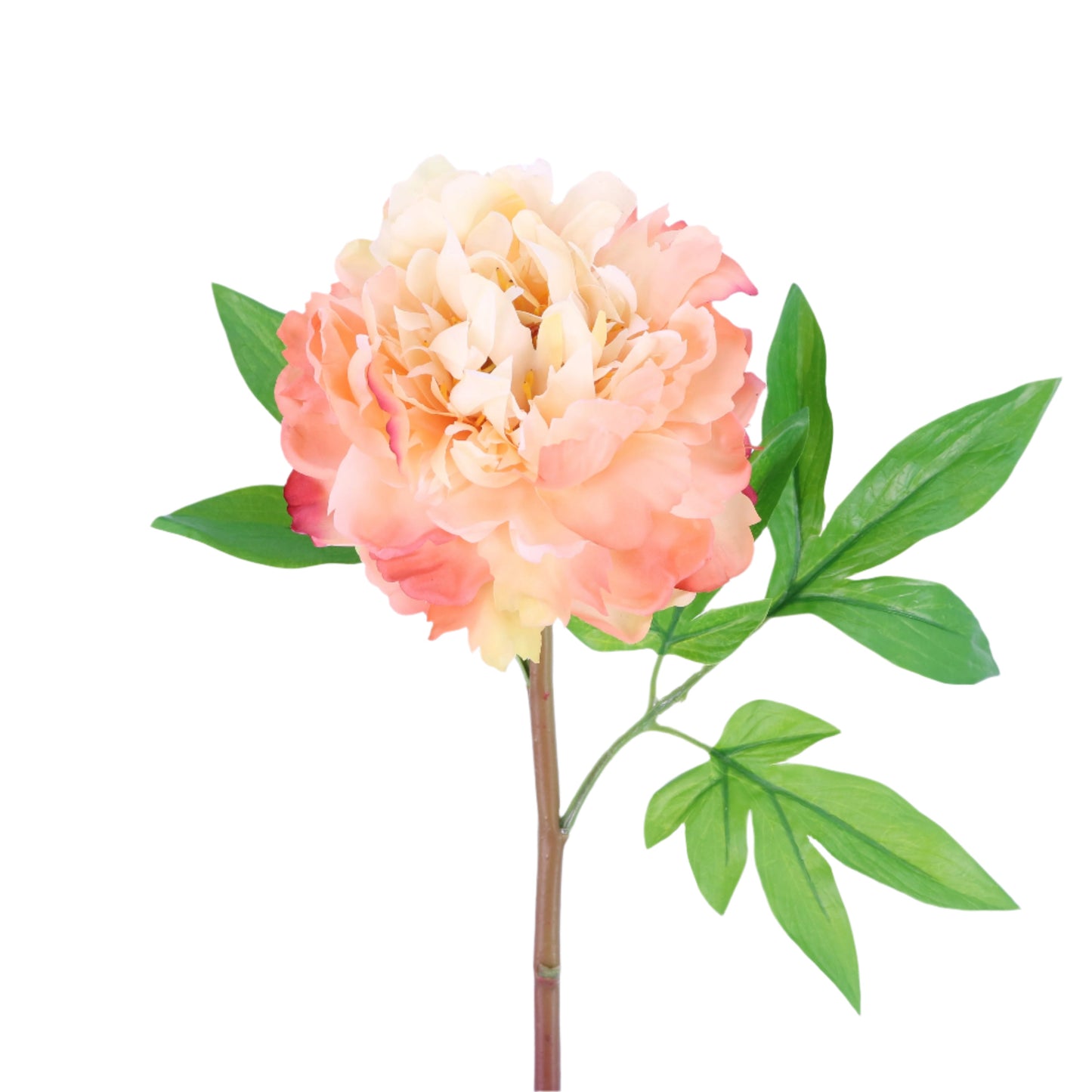 FN20025 PEONY(NAT), 24"
