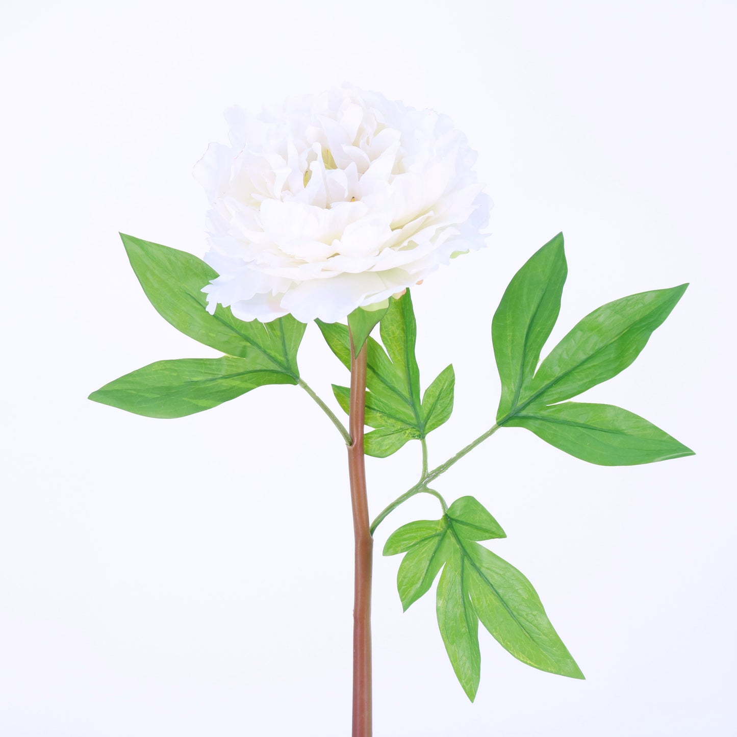 FN20025 PEONY(NAT), 24"