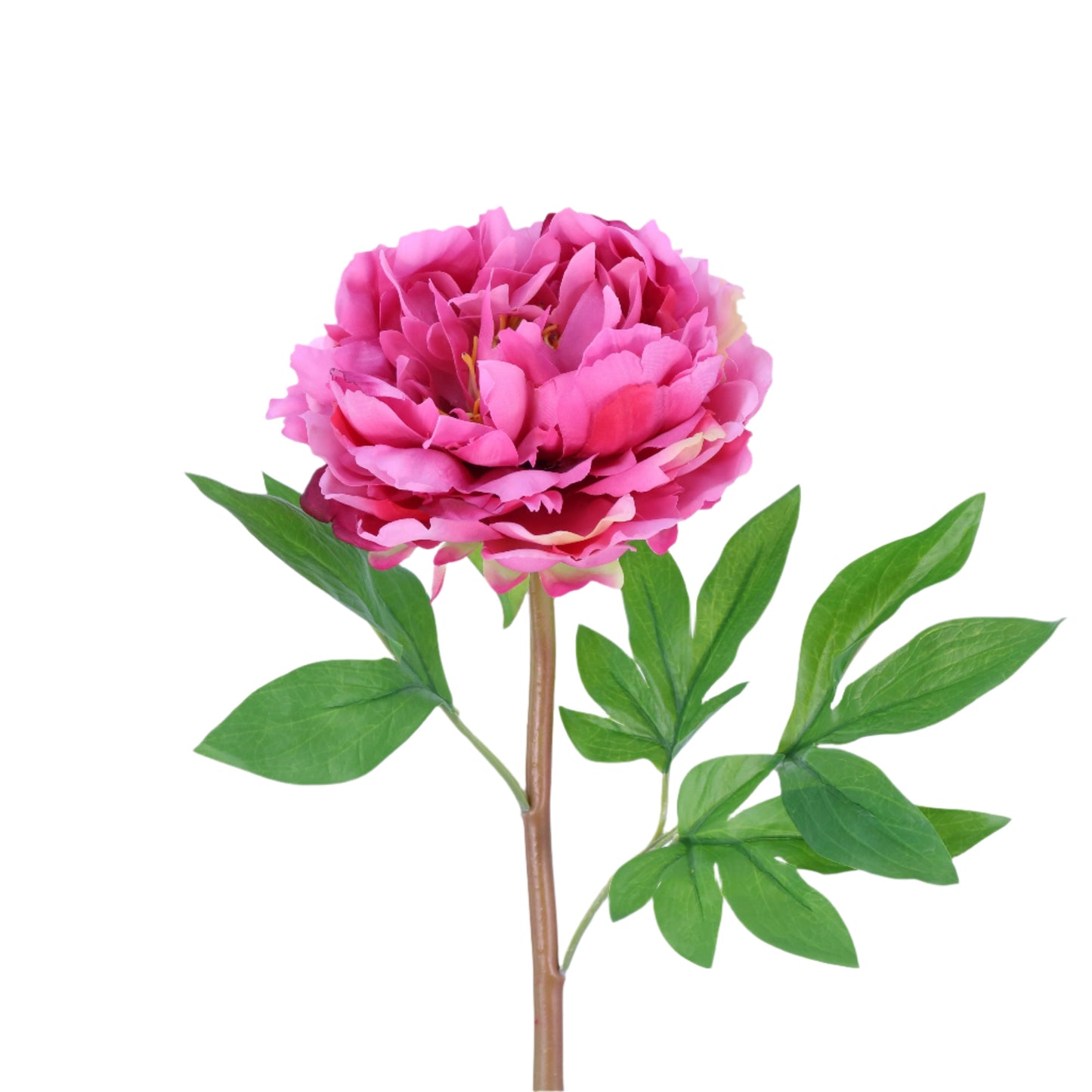 FN20025 PEONY(NAT), 24"
