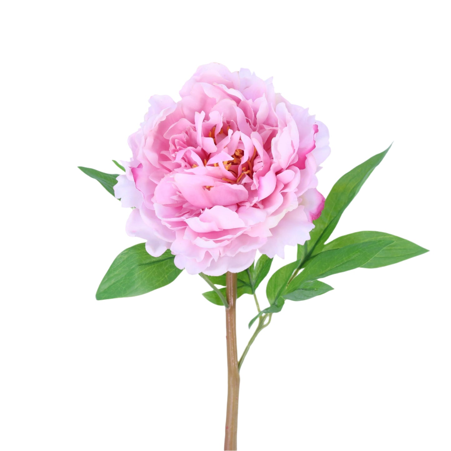 FN20025 PEONY(NAT), 24"