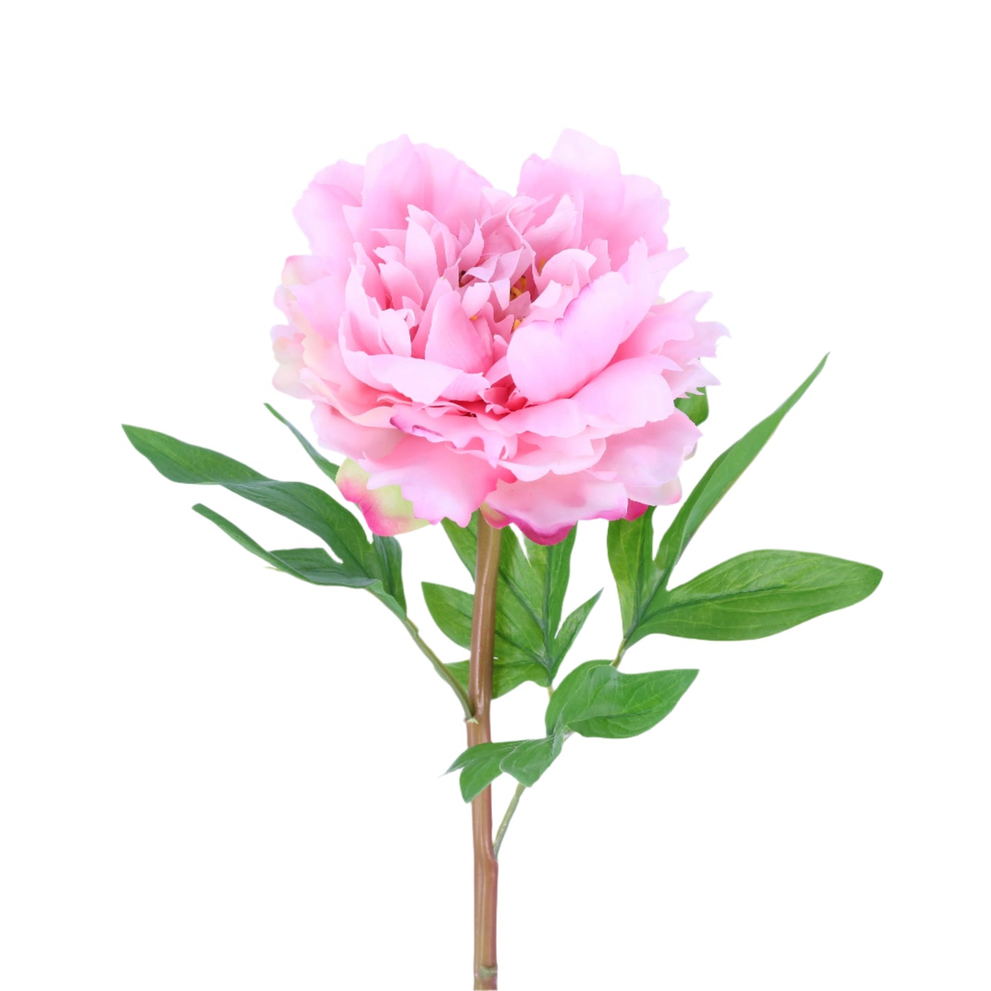 FN20025 PEONY(NAT), 24"