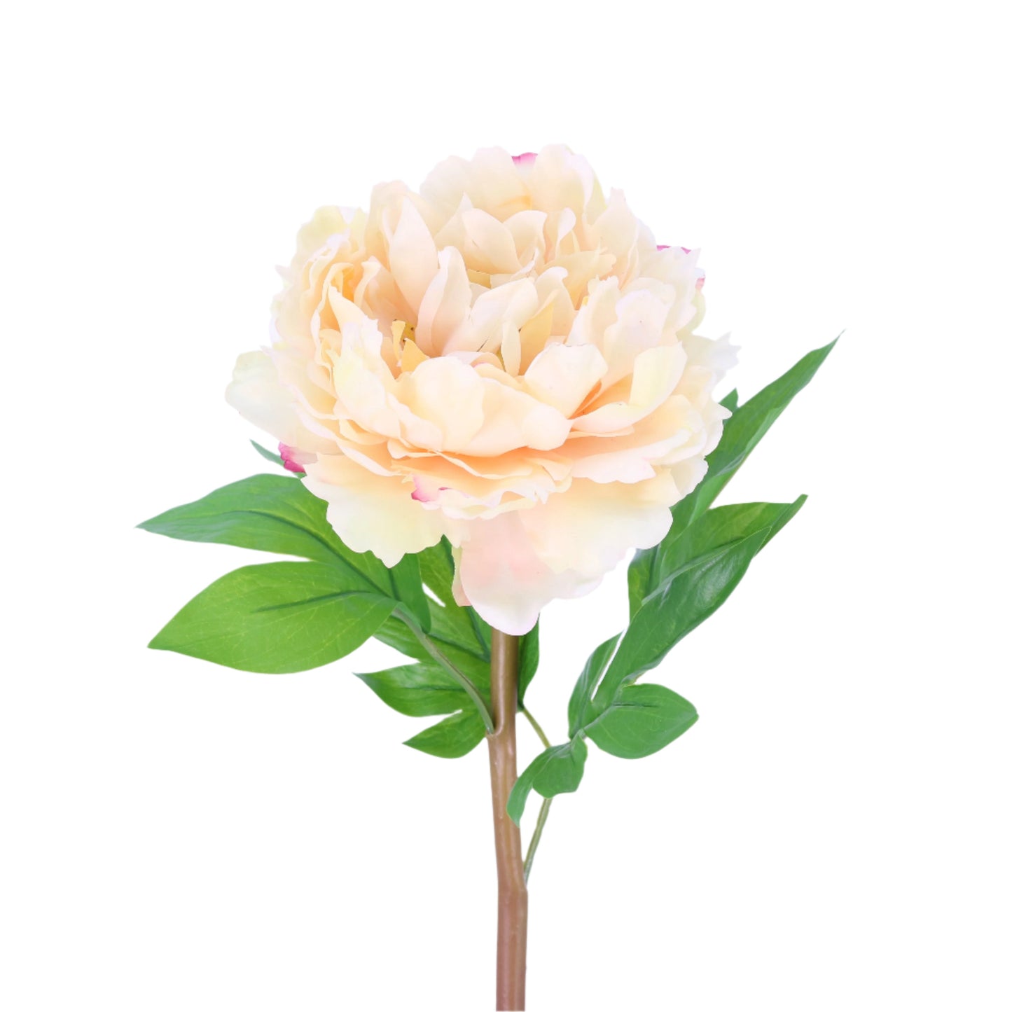 FN20025 PEONY(NAT), 24"