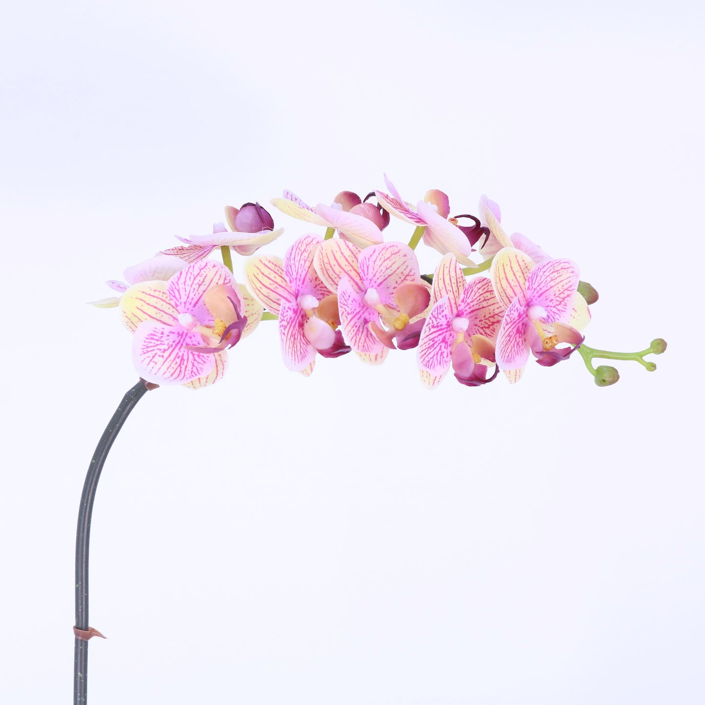 FN20031 PHALAENOPSIS SPx10F(NAT), 24"