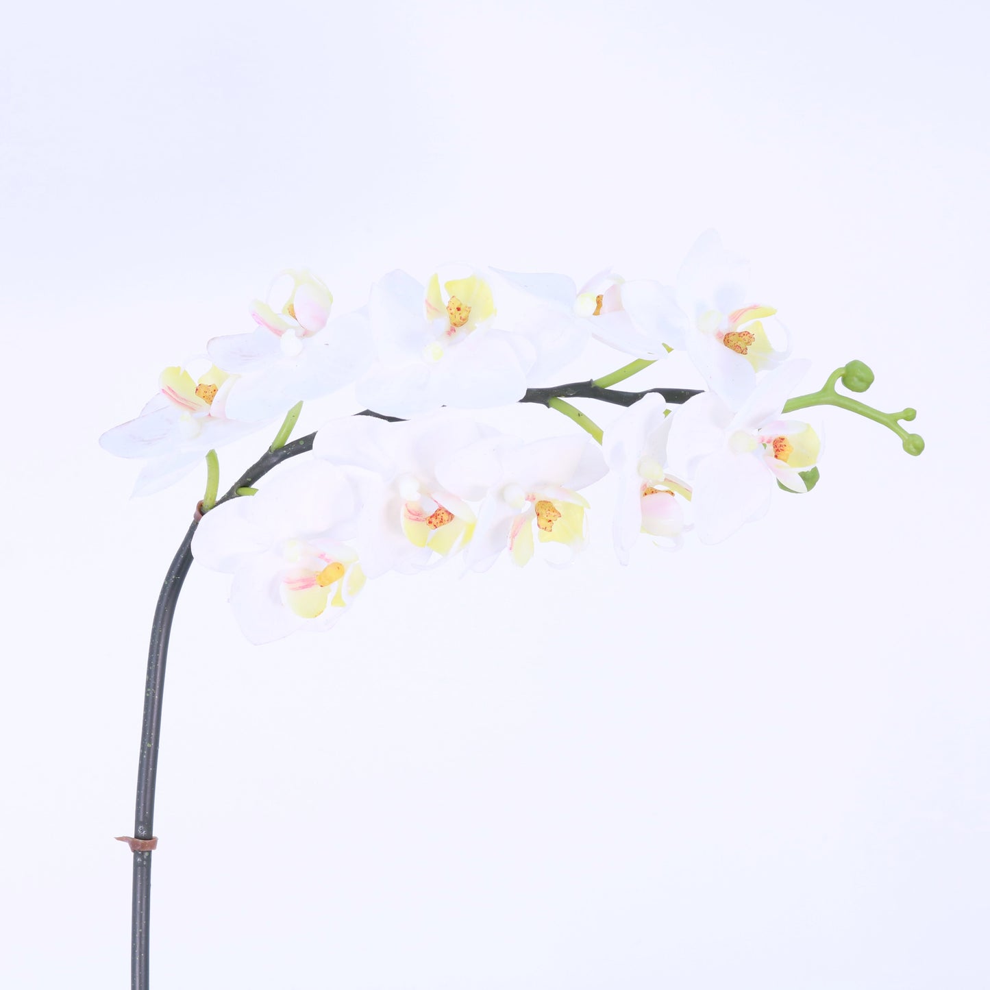 FN20031 PHALAENOPSIS SPx10F(NAT), 24"