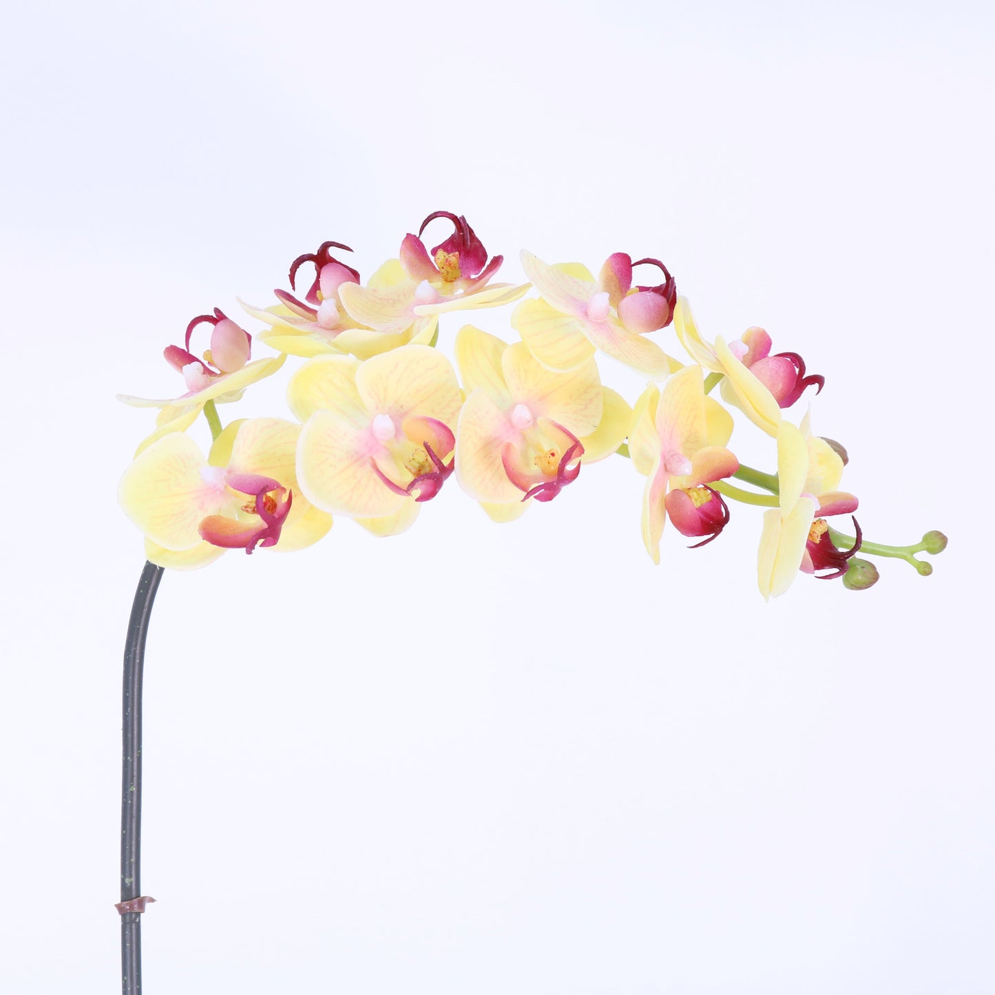FN20031 PHALAENOPSIS SPx10F(NAT), 24"