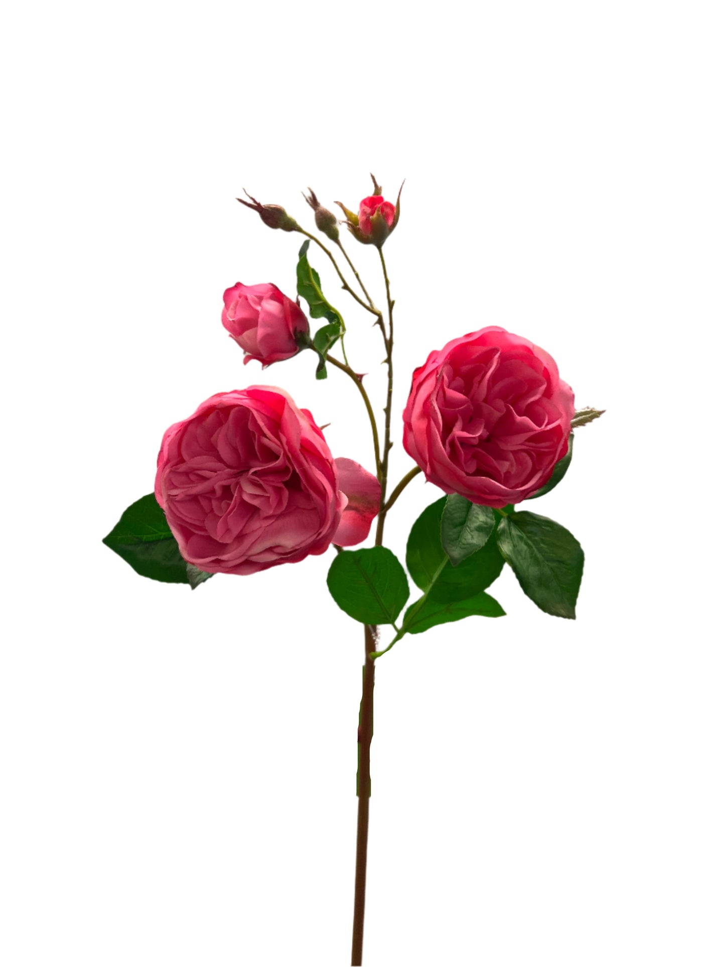 FN20051 CABBAGE ROSE SPRAYx2F4B (NAT) 23.5"