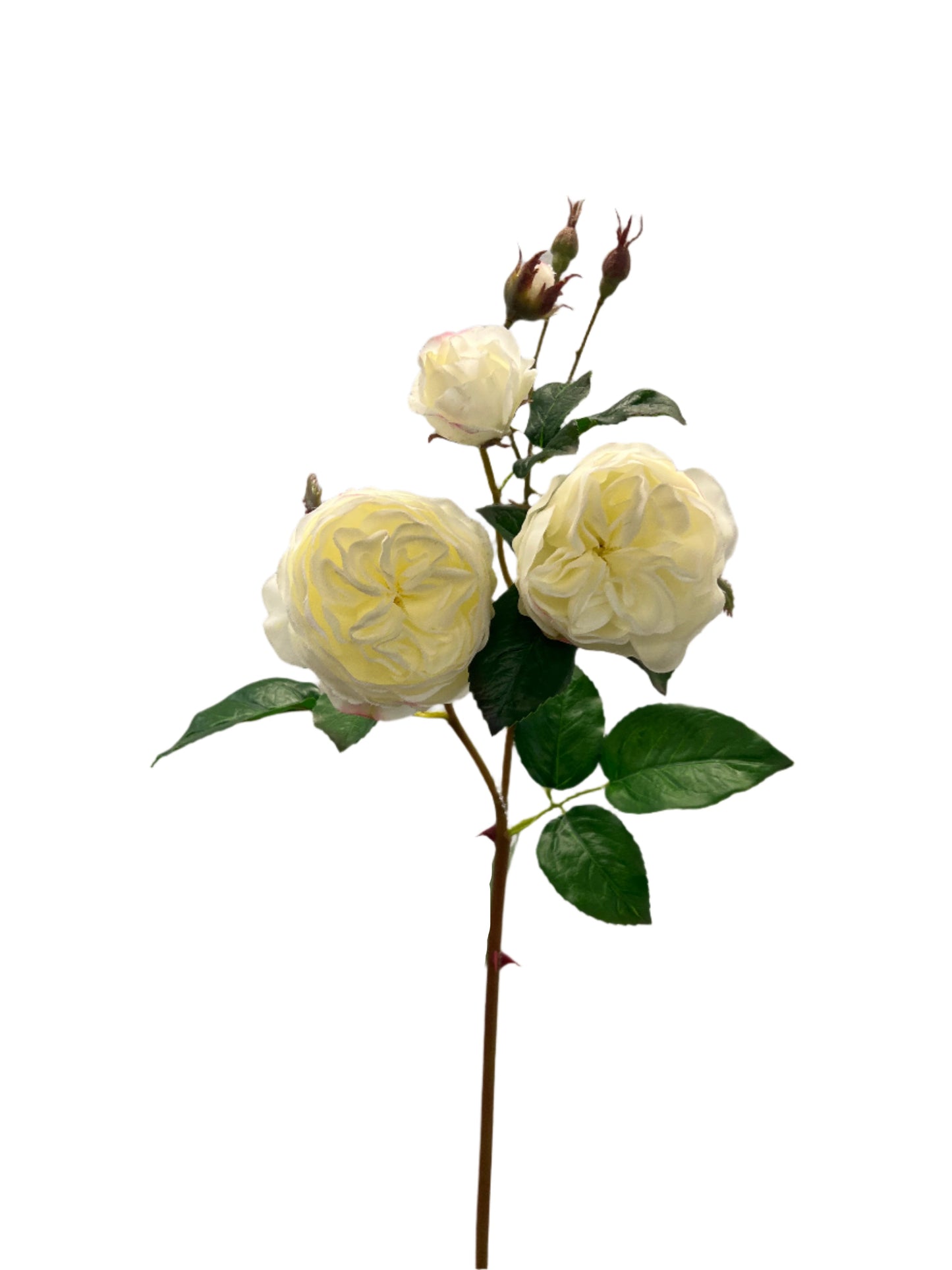FN20051 CABBAGE ROSE SPRAYx2F4B (NAT) 23.5"