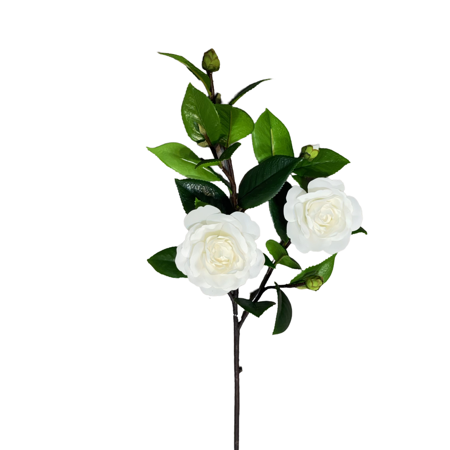 FN20054 CAMELLIA SPRAYx2F3B (NAT) 27"