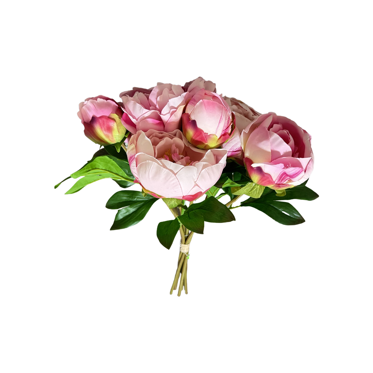 FN20058 PEONY BQTx6 (NAT) 14"