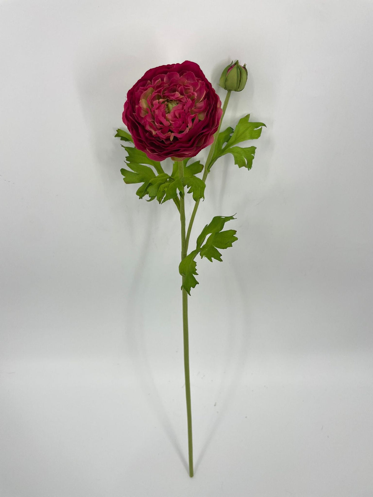 FN20082 RANUNCULUS SPRAYx1F1B (NAT) 22"