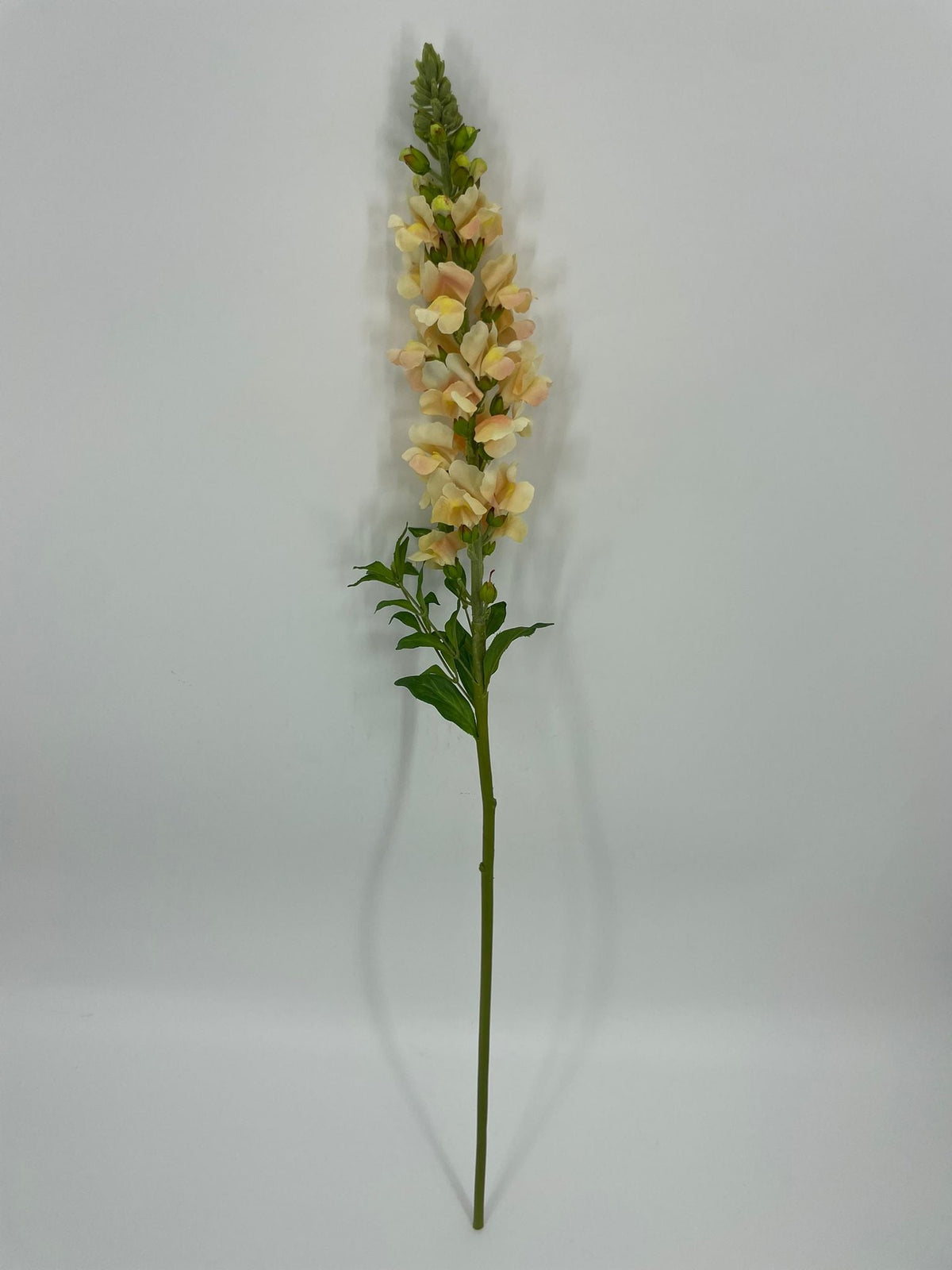 FN20085 SNAPDRAGON (NAT) 34"