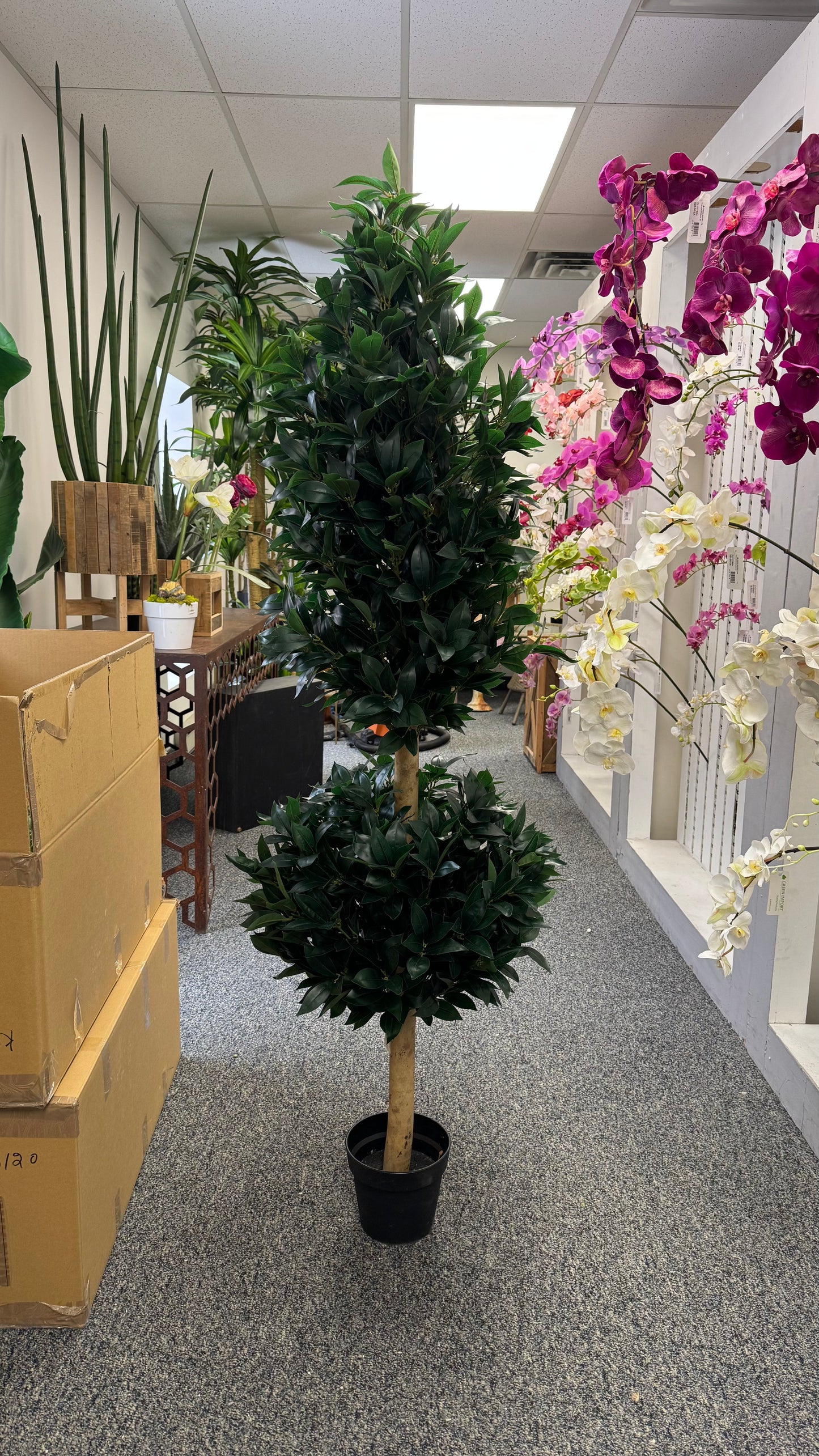 UVT1023 BAY LEAF CONE/BALL TREE (UV) 6'