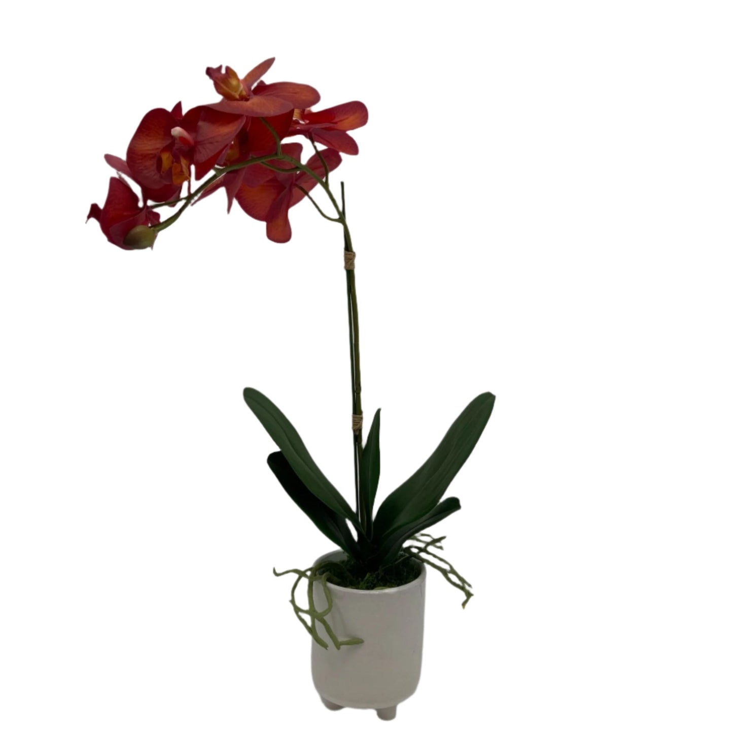 GA101211-793 POTTED ORCHID,23in