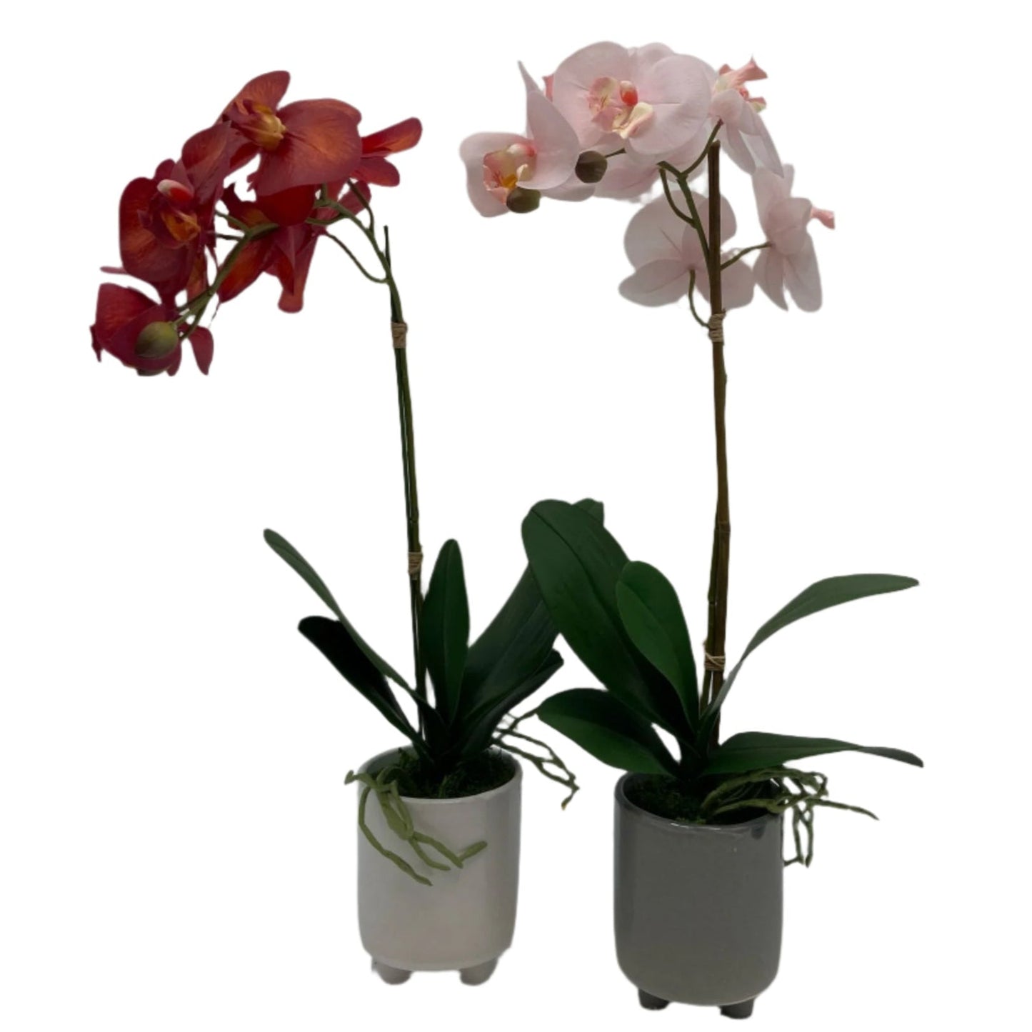 GA101211-793 POTTED ORCHID,23in