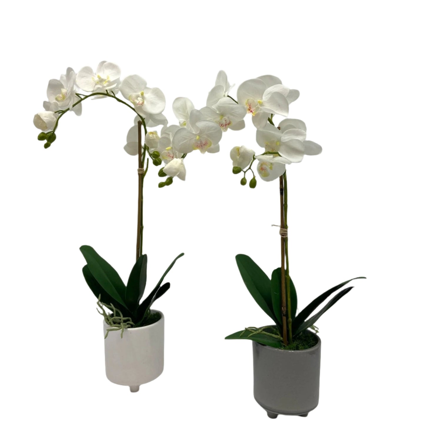 GA101214-482 POTTED ORCHID IN VARIOUS POT COLORS 26in