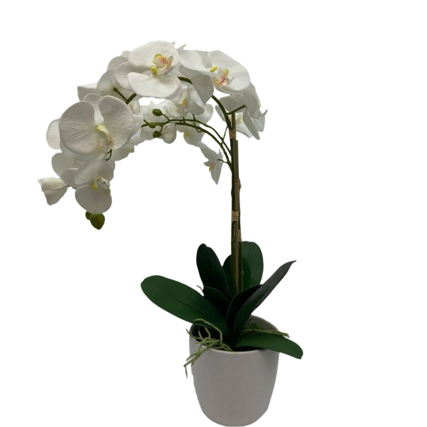 GA657-481/482 POTTED ORCHID IN ROUND POT 26in