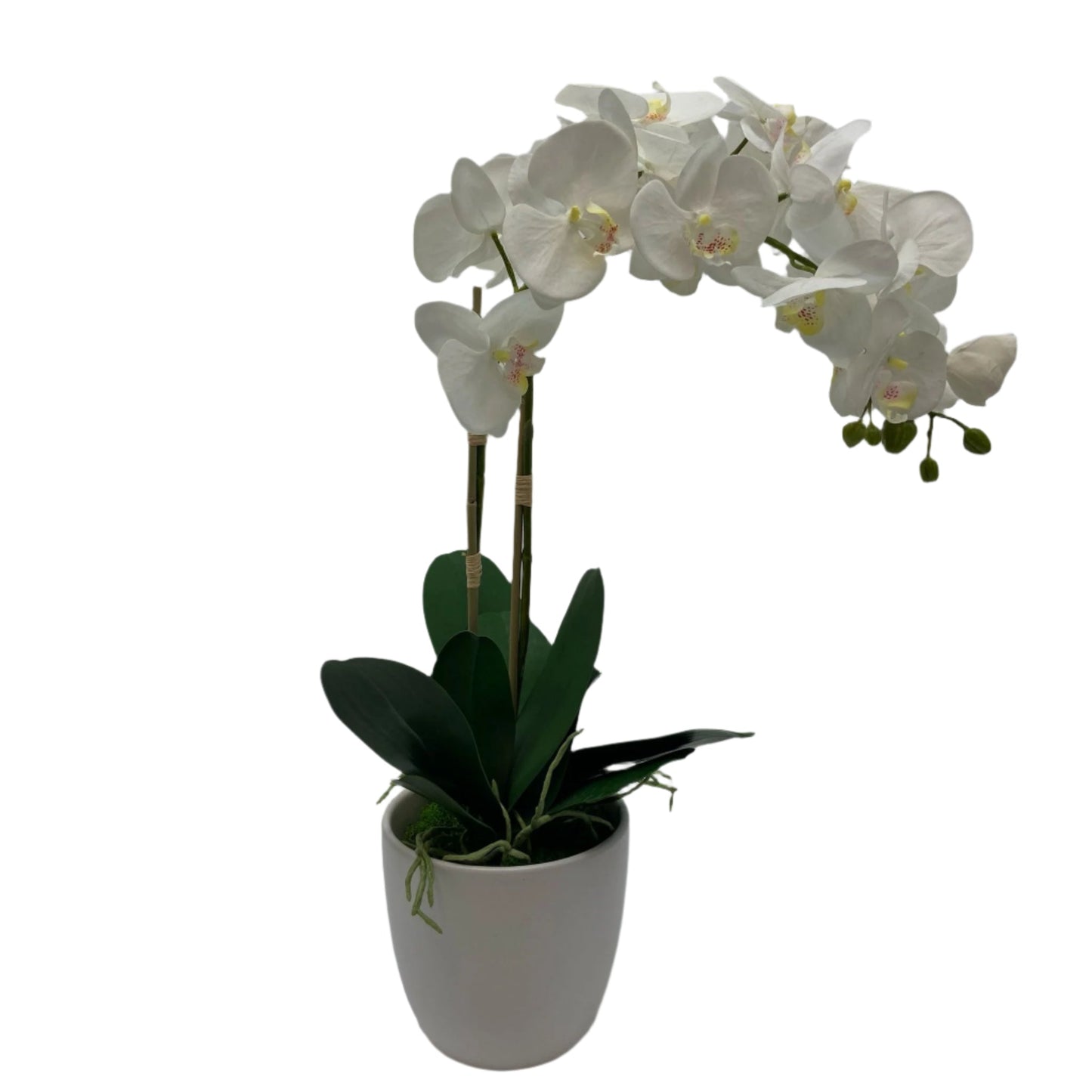 GA657-481/482 POTTED ORCHID IN ROUND POT 26in