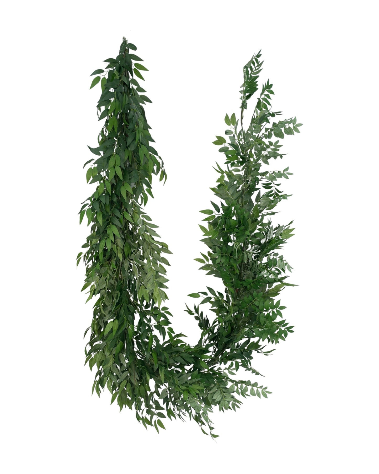GG0542 ITALIAN RUSCUS GARLAND