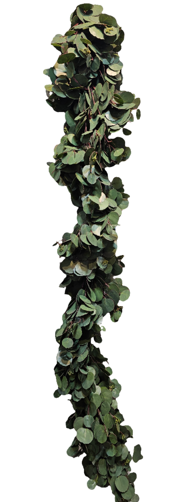 GG401 SILVER DOLLAR EUCALYPTUS GARLAND