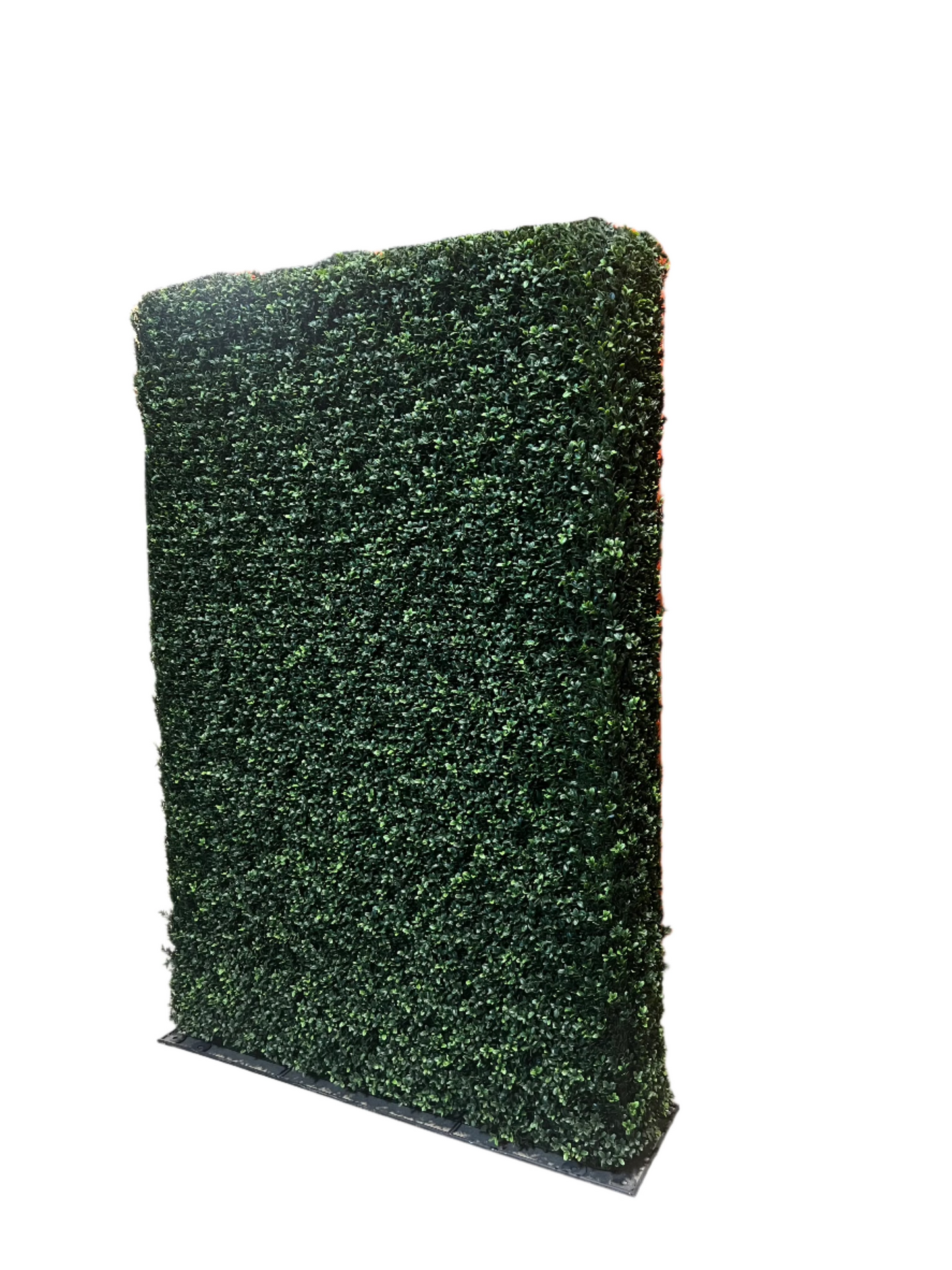 UVT1033 BOXWOOD HEDGE (UV) 6'x4'x12"