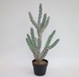 PM10157 POTTED CACTUS,27in-1P/2/6.17'