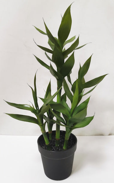 PM10543 POTTED DRACAENAx4,24"