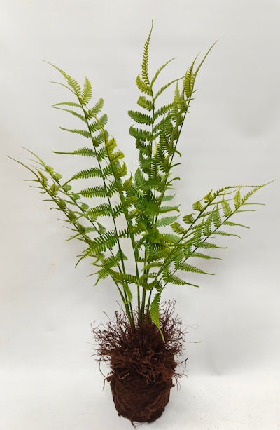 PM10544 BOSTON FERN ON SOIL,39"