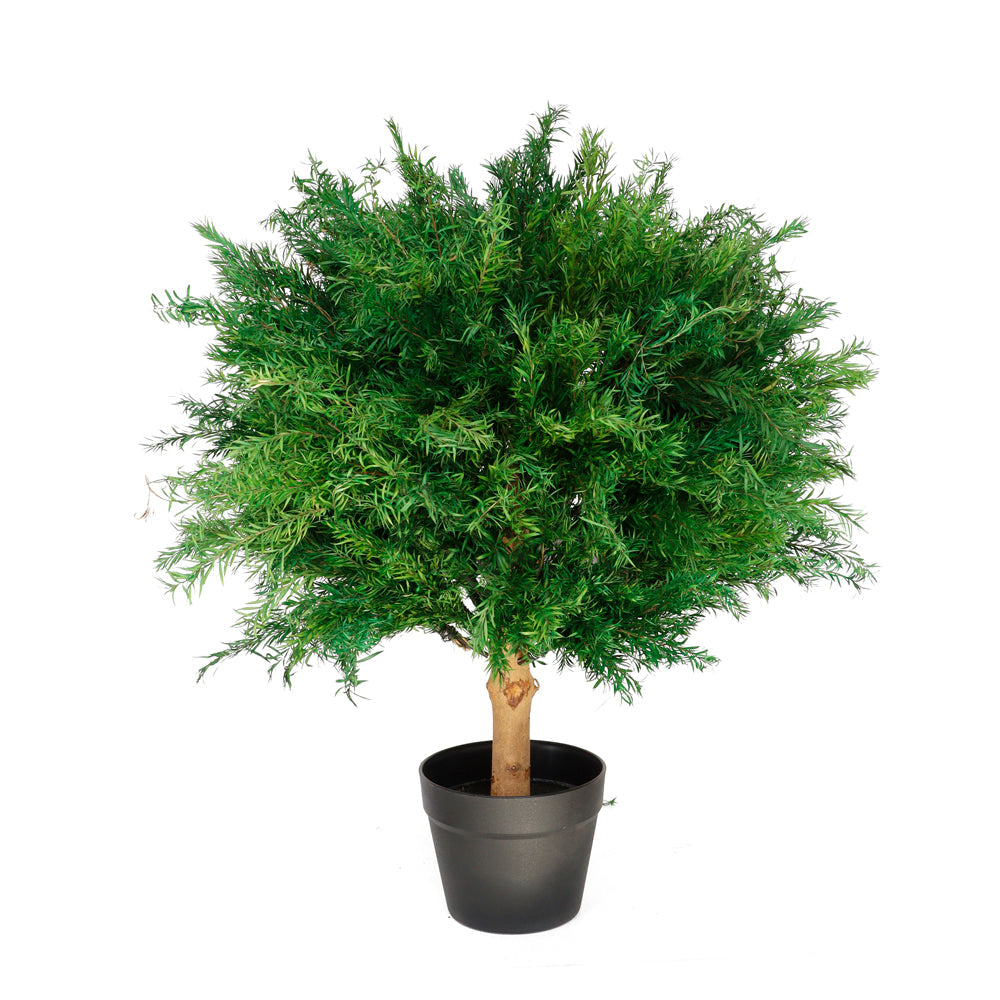 PR10003 POTTED PRESERVED YEW BALL TREE D20"x26"H