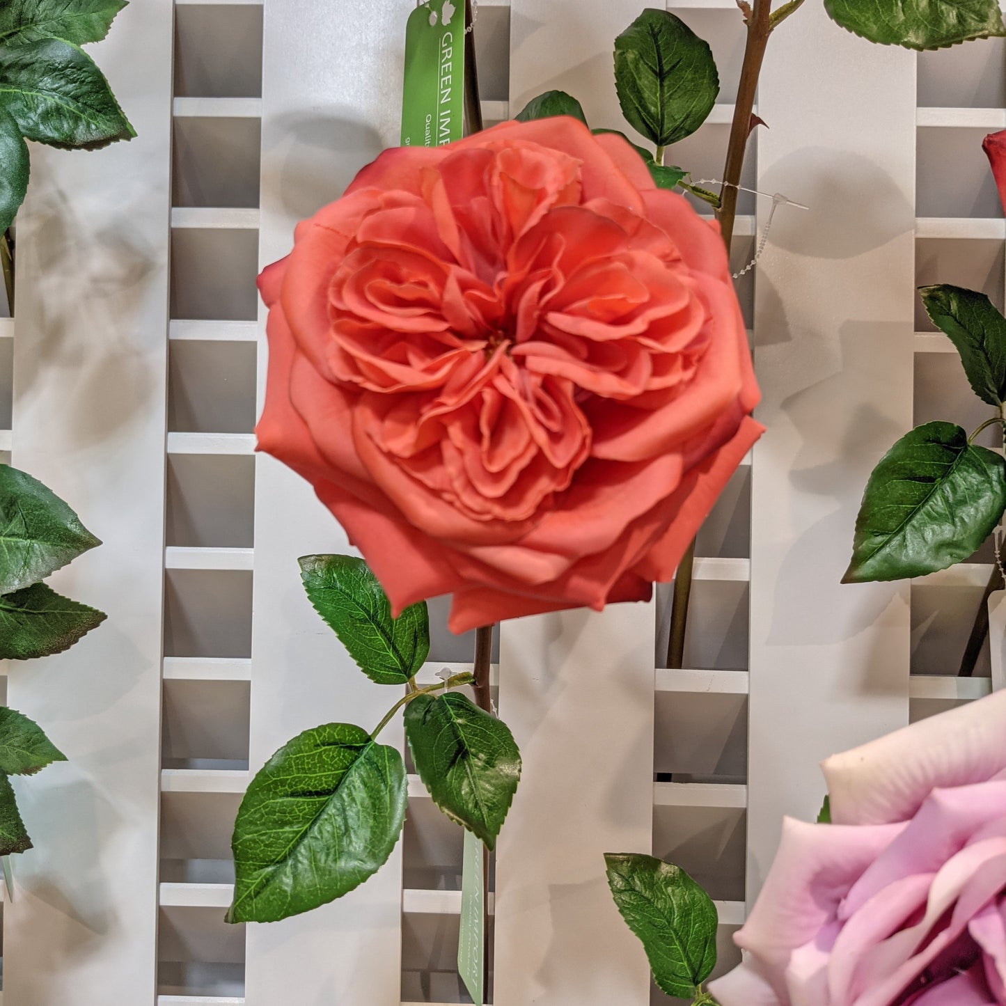 FN20022 ENGLISH ROSE SPRAY(NAT), 24"