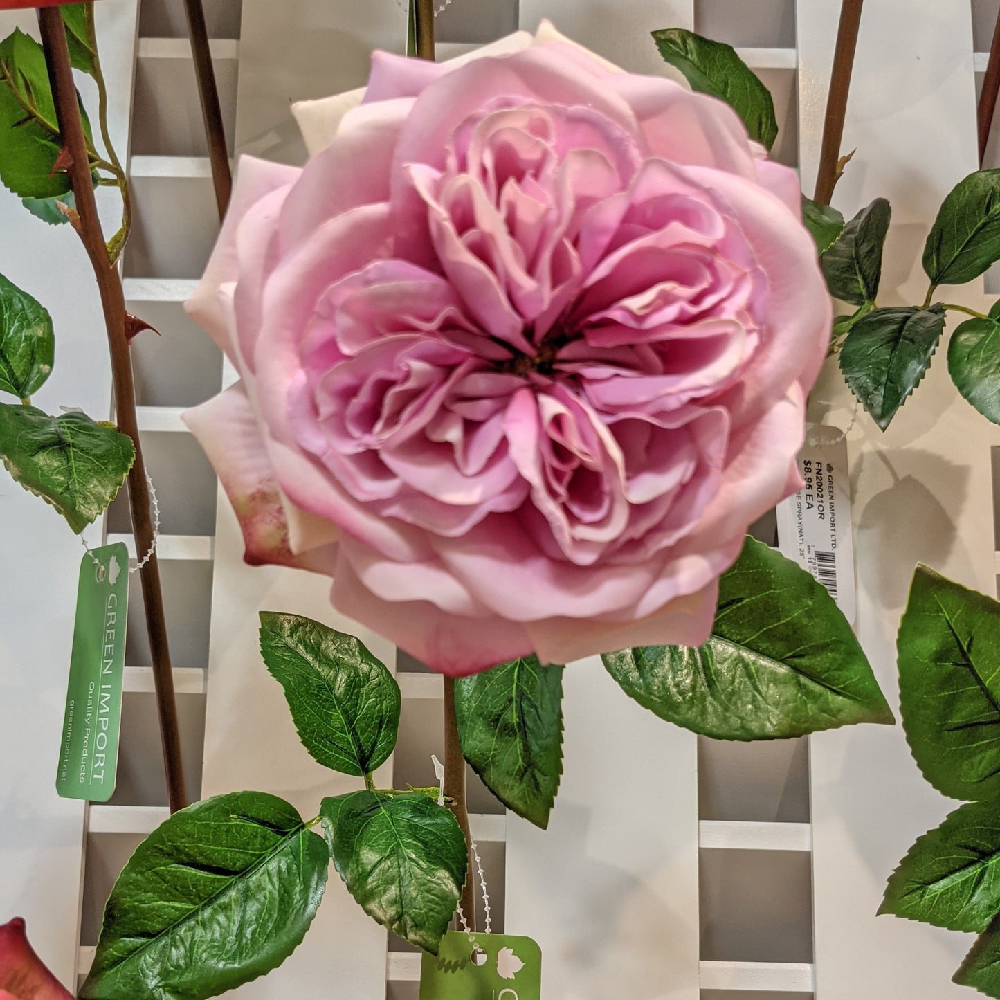 FN20022 ENGLISH ROSE SPRAY(NAT), 24"