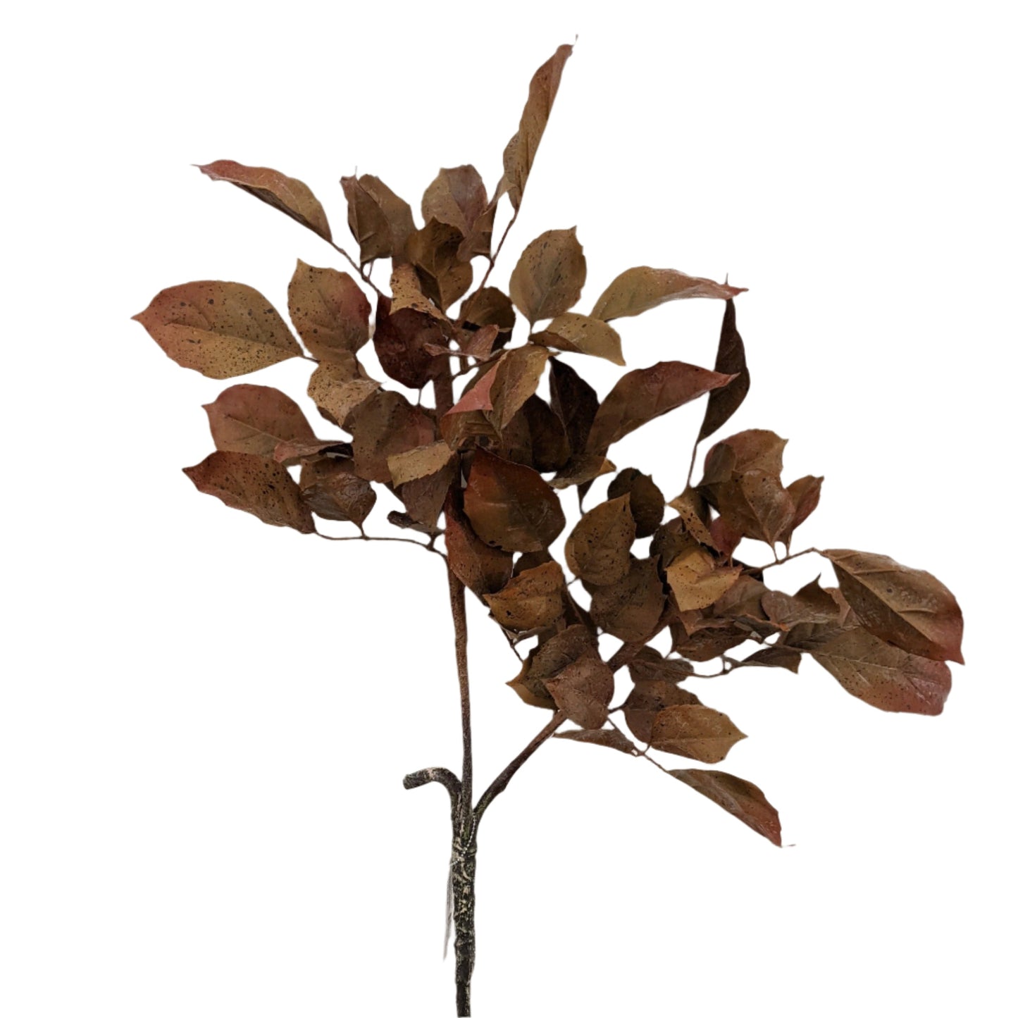 AU10032 FR BEECH LEAF SPRAY,36"