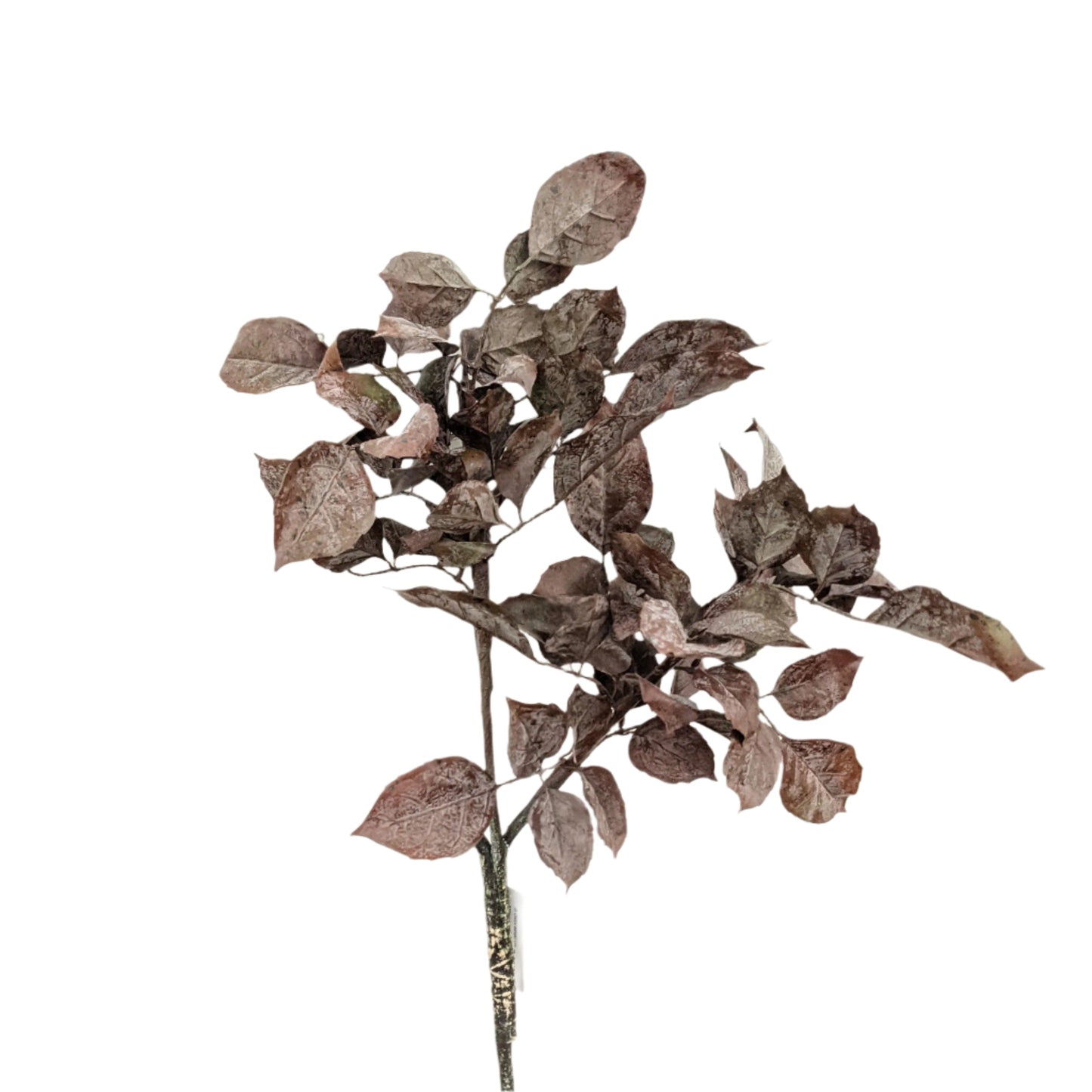 AU10032 FR BEECH LEAF SPRAY,36"