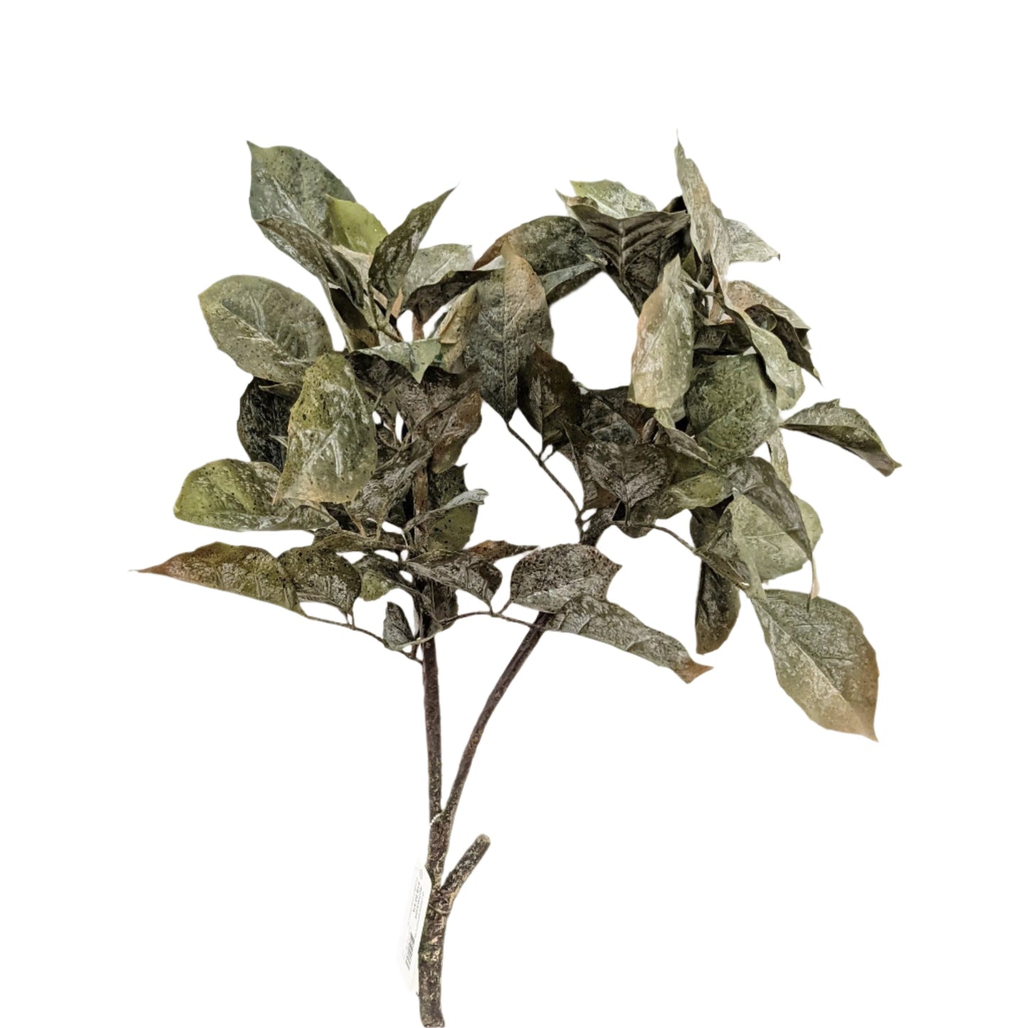 AU10032 FR BEECH LEAF SPRAY,36"