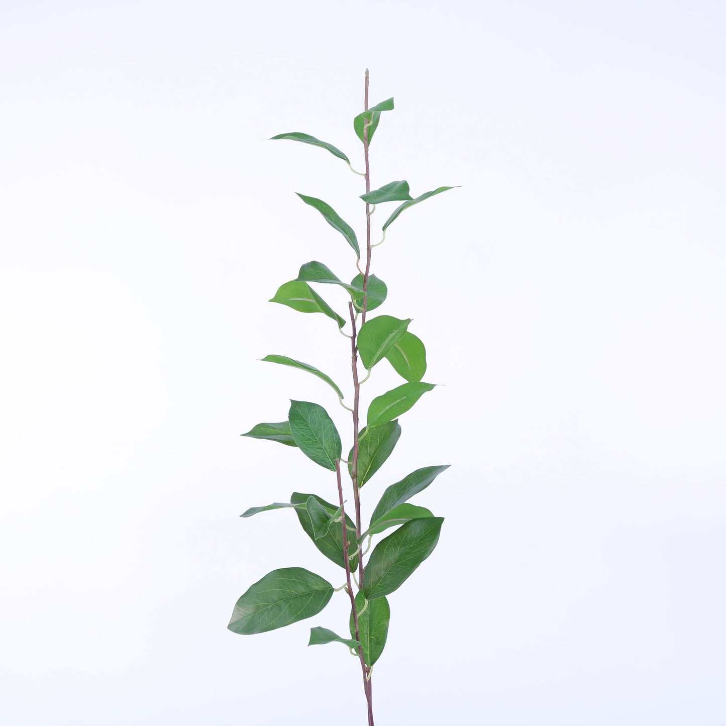 SY10303 LAUREL LEAVES L. STEM,43in-12P/72